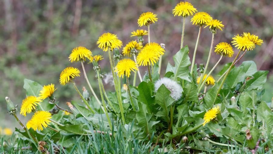 Kruidenwandeling proef de lente.jpg