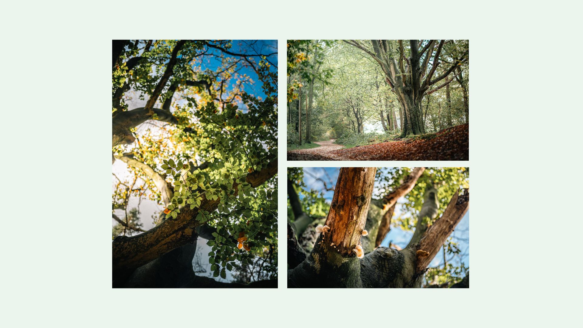 Lezing en vernissage expo Houtig erfgoed