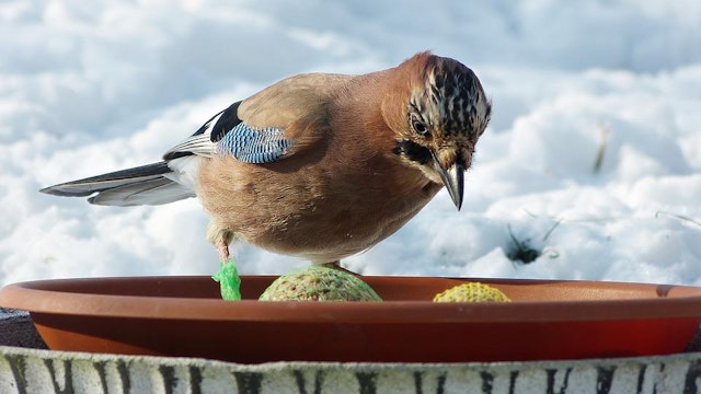 Natuurspeurdertjes - Vreemde vogels rond de voedertafel