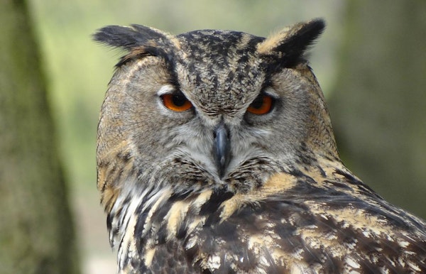 Big 5 van de Vallei: wolf, vos, everzwijn, ree, oehoe