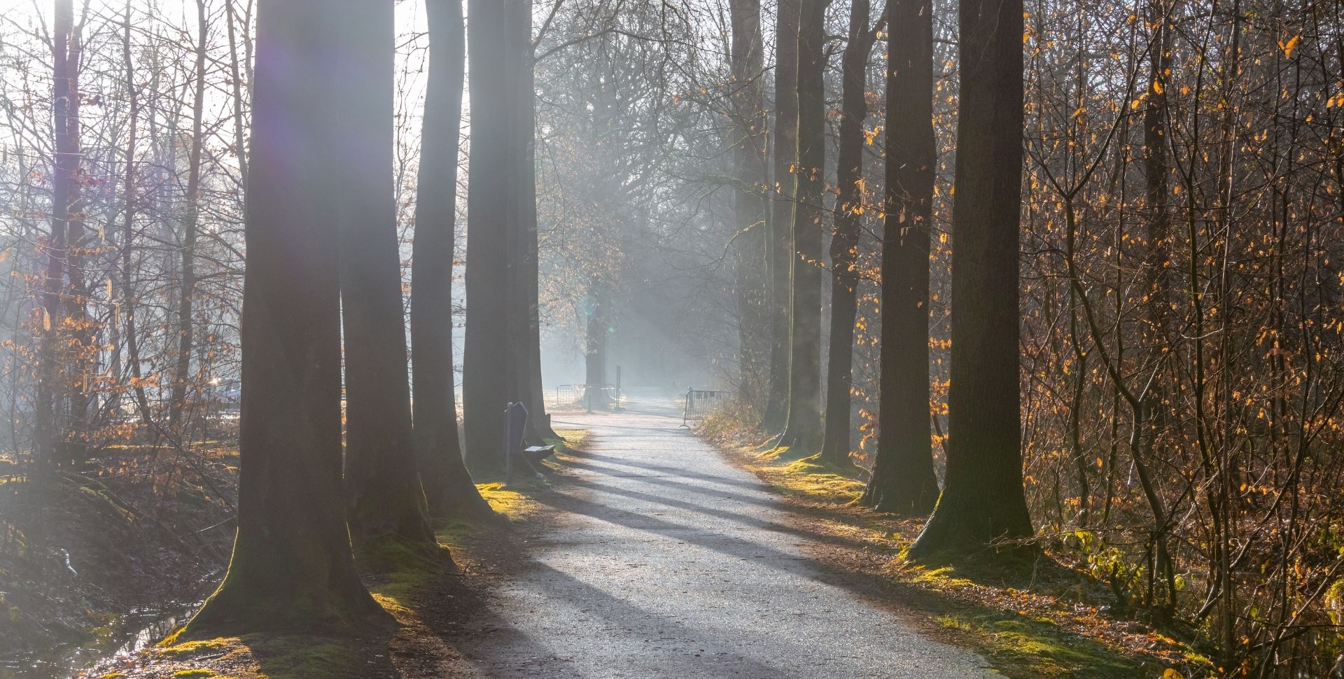Pad met bomen in de winter waar de zon doorschijnt