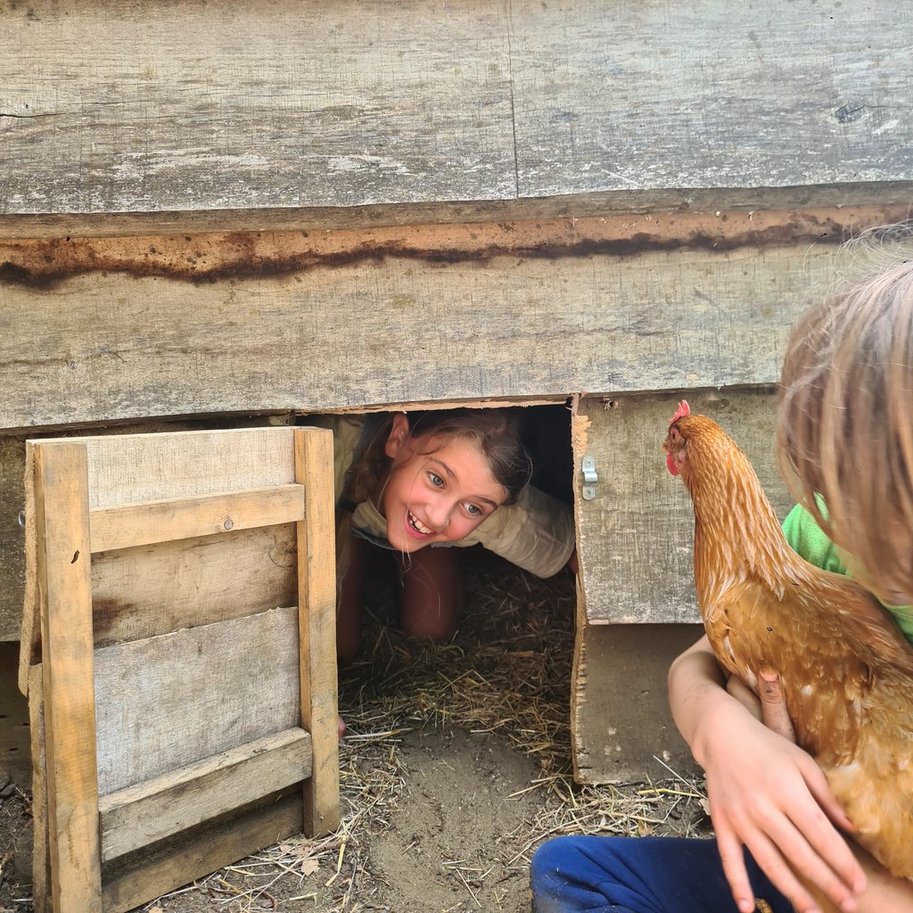 varkens en kippen knuffelen