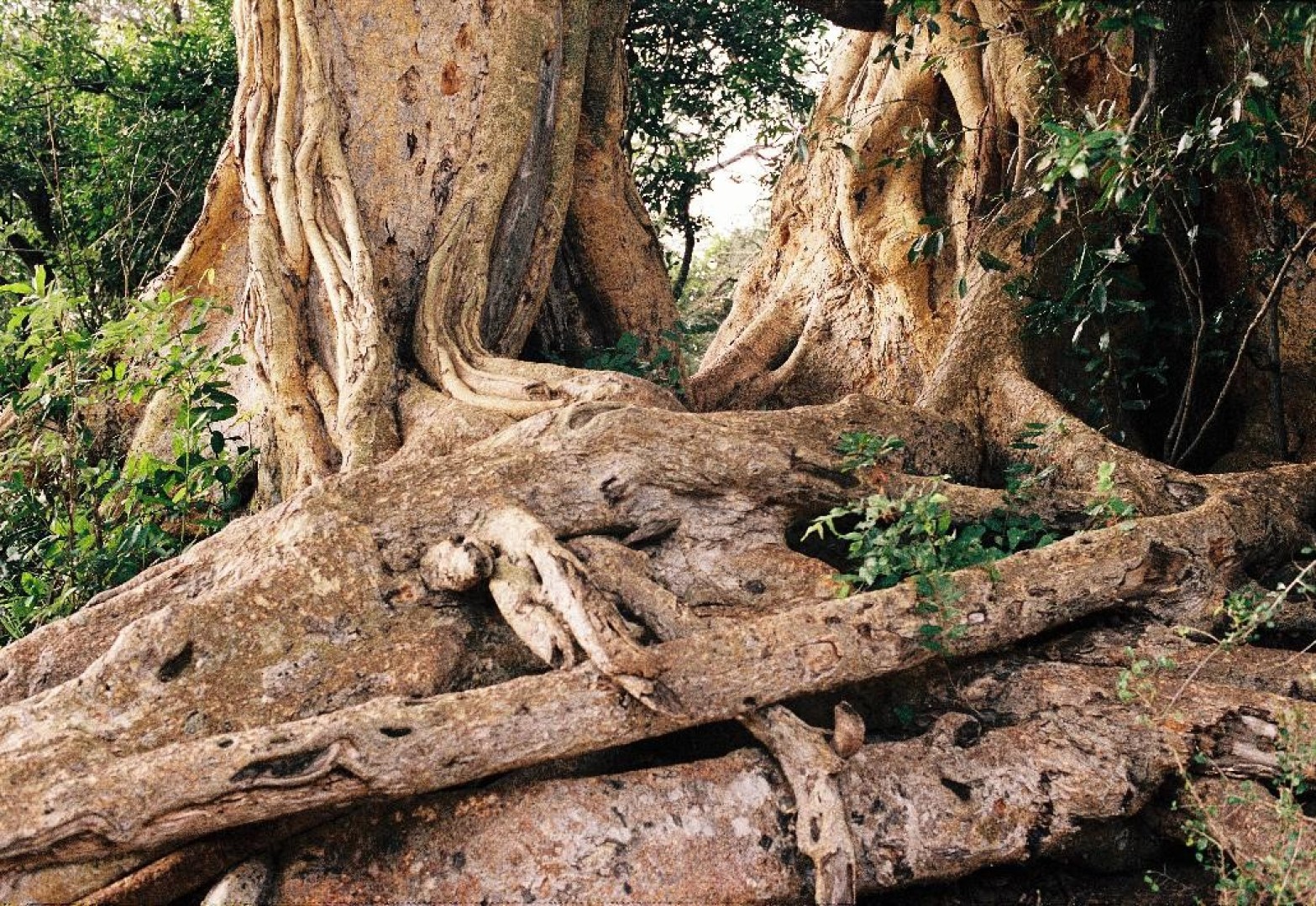 Hear her calendar system a year of thirteen months (2025)