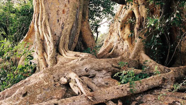 Hear her calendar system a year of thirteen months (2025)