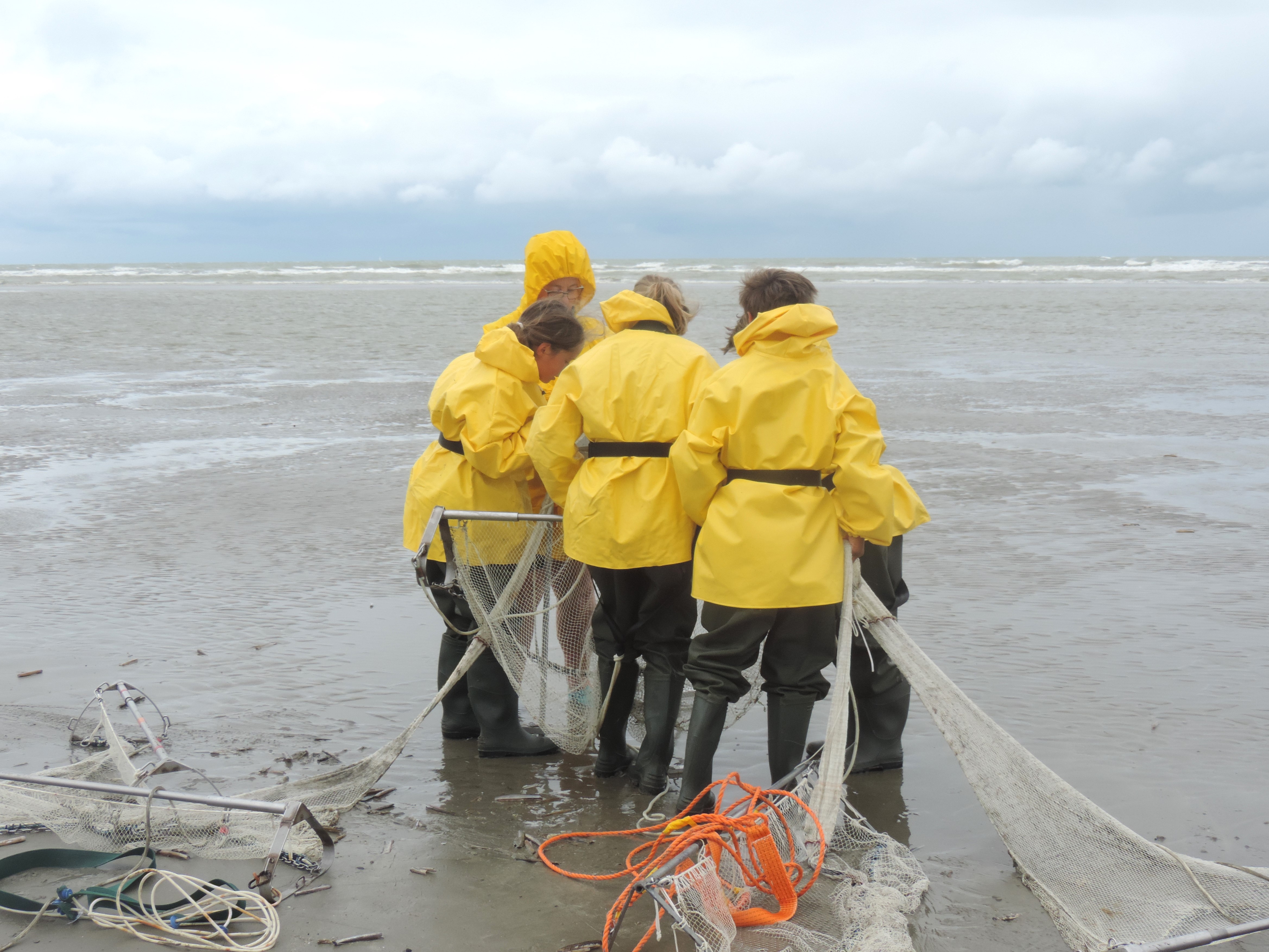 Garnaalkruien in zee