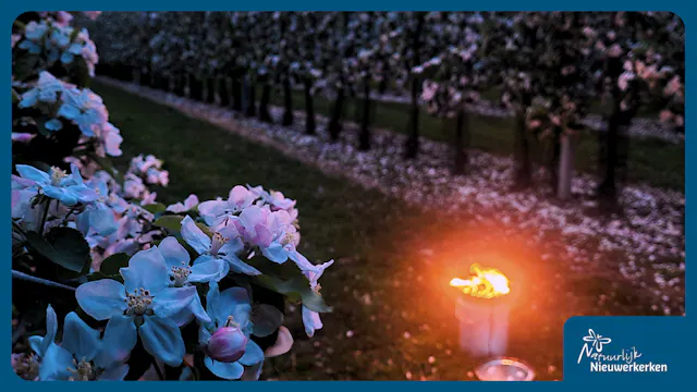 Bloesemnocturnes Nieuwerkerken