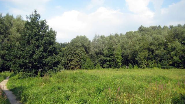 doorbomen in het Osbroek
