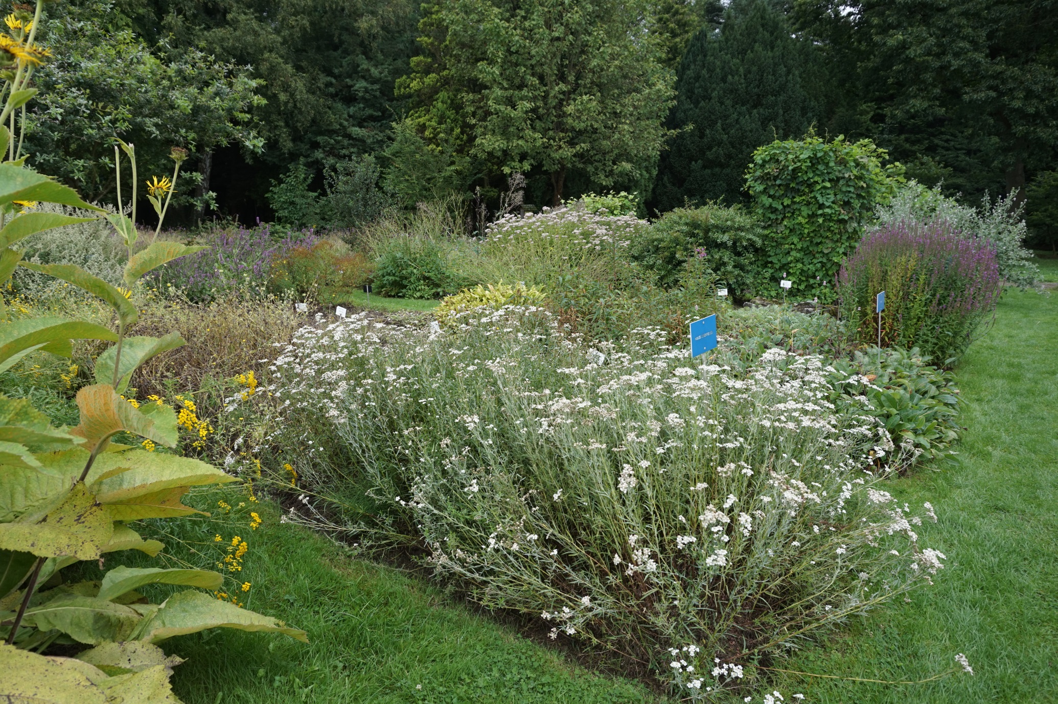 VGT : "Plantes médicinales"