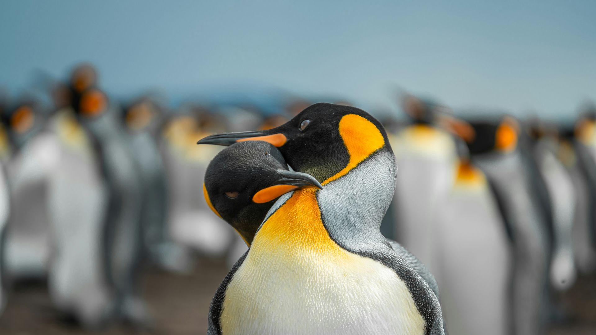 Mozart op zondagochtend - Richard Egarr, Marc Vossen