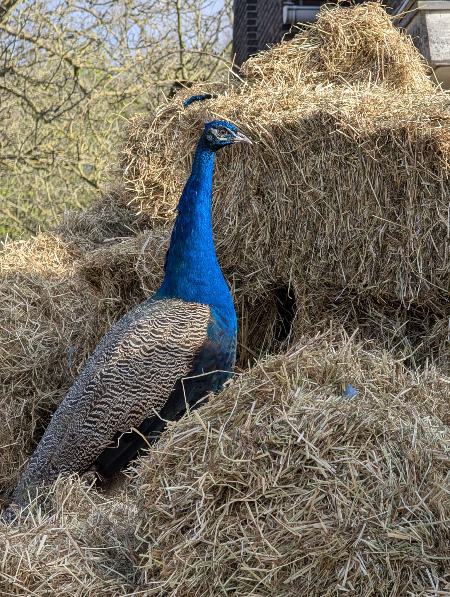 Kinderboerderij Wilrijk