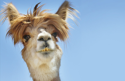 Op de grens van de Eendenkooi met recreatiedomein Nieuwdonk ligt een weide waar geitjes, konijntjes en zelfs een alpaca vrij rondlopen.