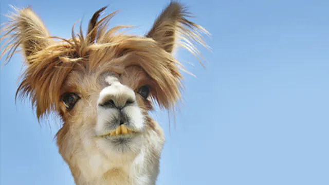 Op de grens van de Eendenkooi met recreatiedomein Nieuwdonk ligt een weide waar geitjes, konijntjes en zelfs een alpaca vrij rondlopen.