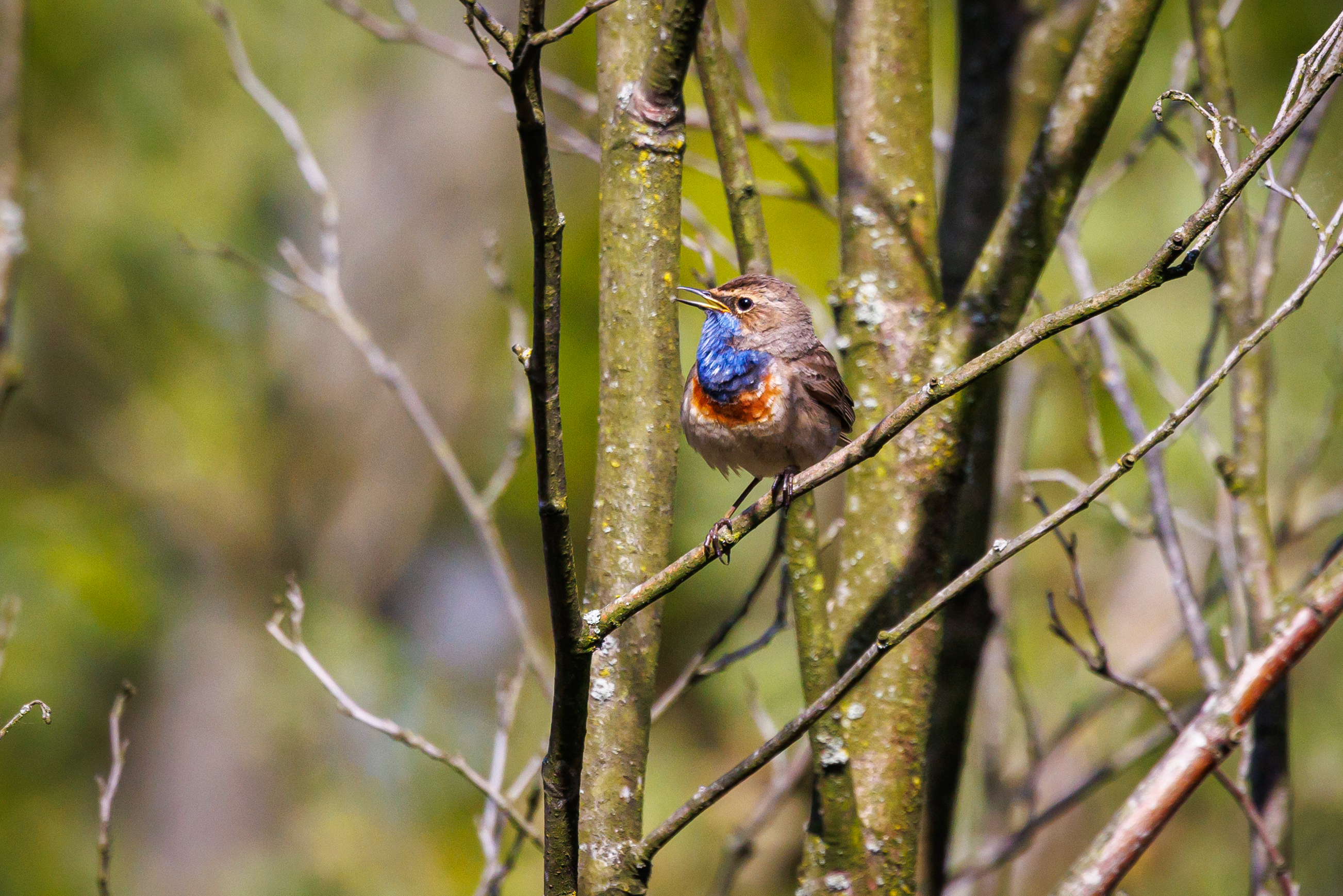 Foto Bert Embrechts n.a.v. 70 jaar Tikkebroeken