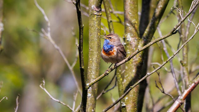 Foto Bert Embrechts n.a.v. 70 jaar Tikkebroeken