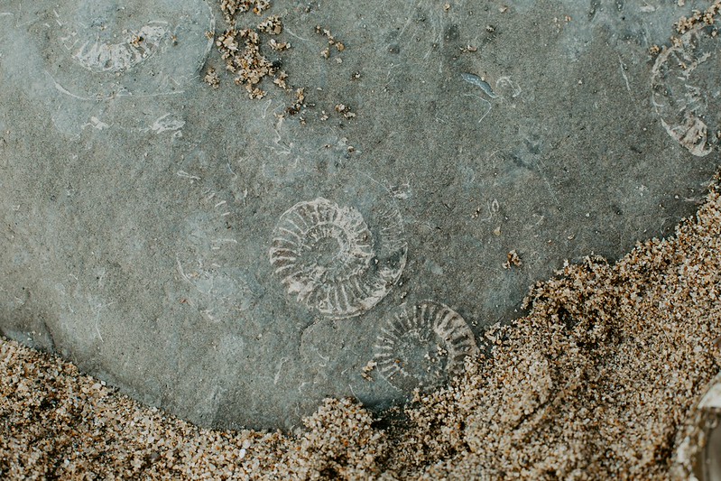 Fossielen op het strand