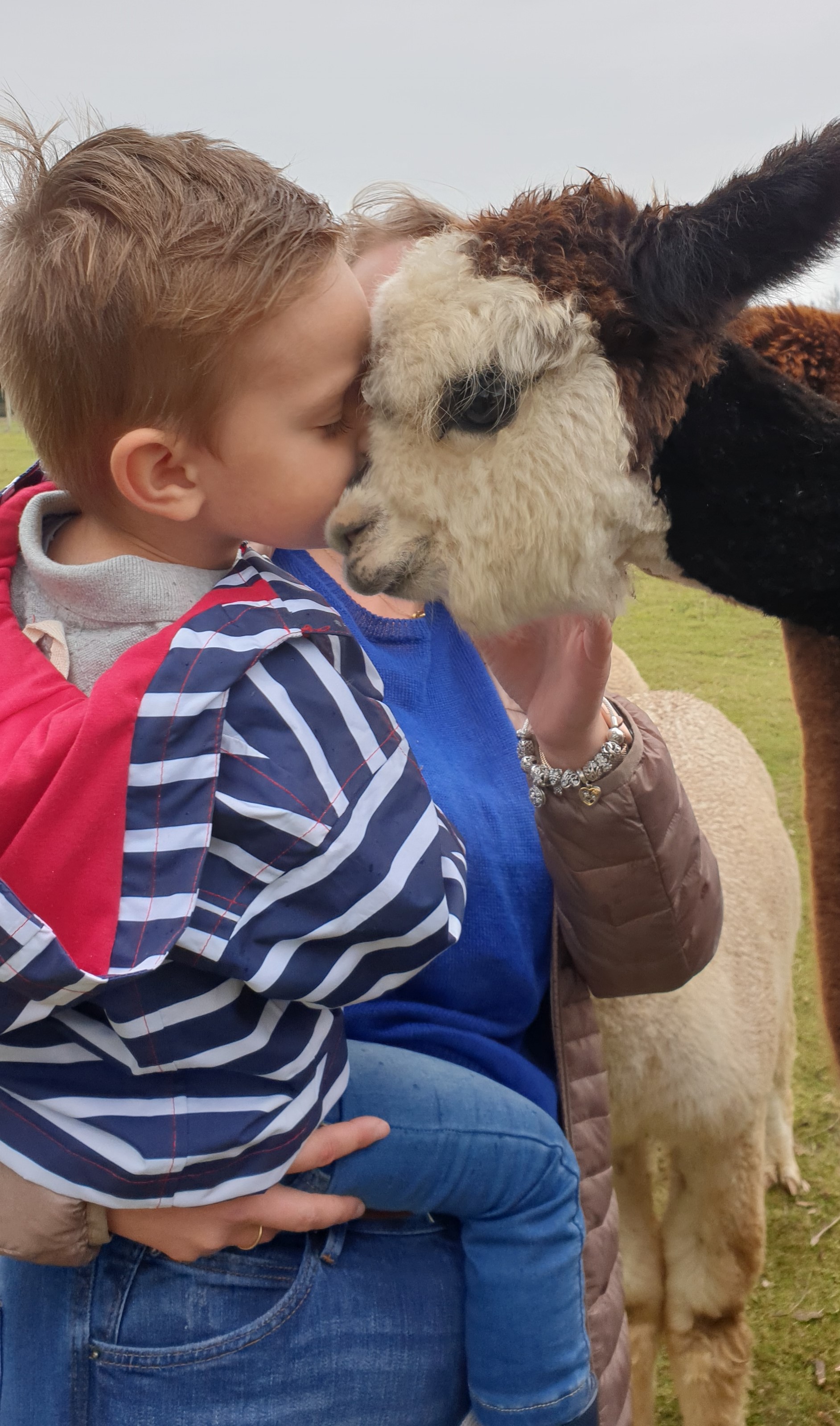 alpaca meet & feed