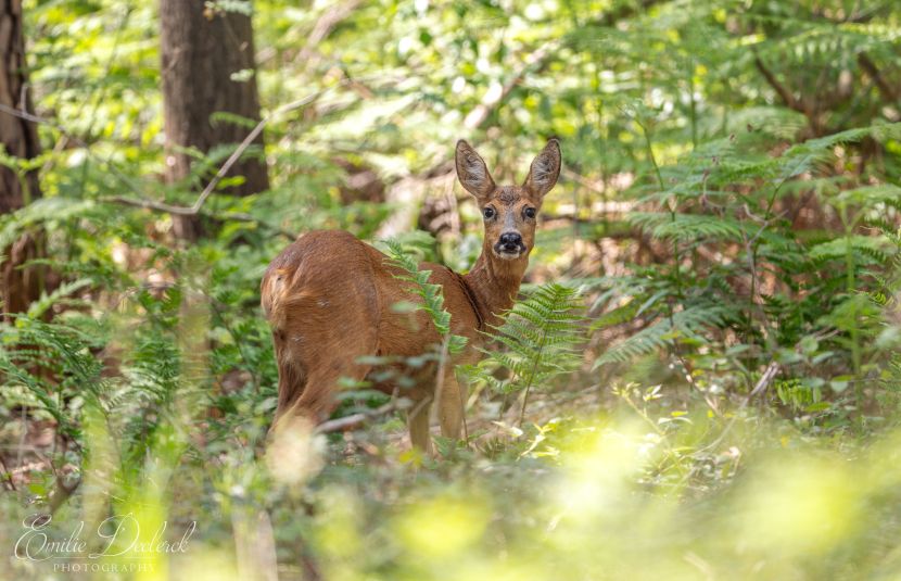 Natuurwandeling - reeën in Bulskampveld klein.jpg