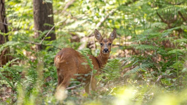 Natuurwandeling - reeën in Bulskampveld klein.jpg