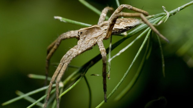 Spinnenwebben in de mist - Natuurwandeling in de Maten