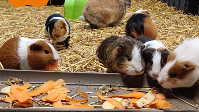 cavia's op Domein Kiewit