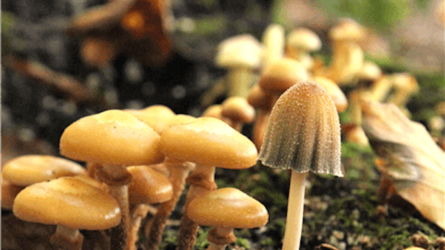 Paddenstoelenwandeling