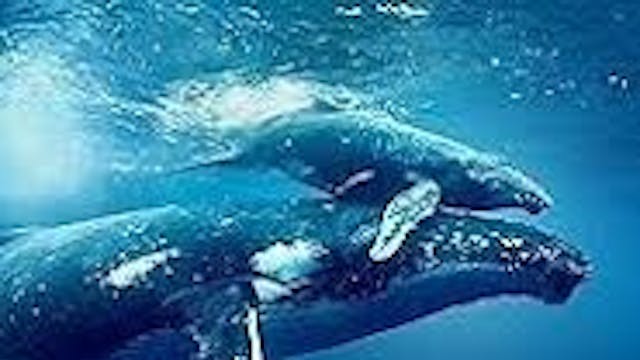 Afbeelding voor evenement Film: Ocean with David Attenborough