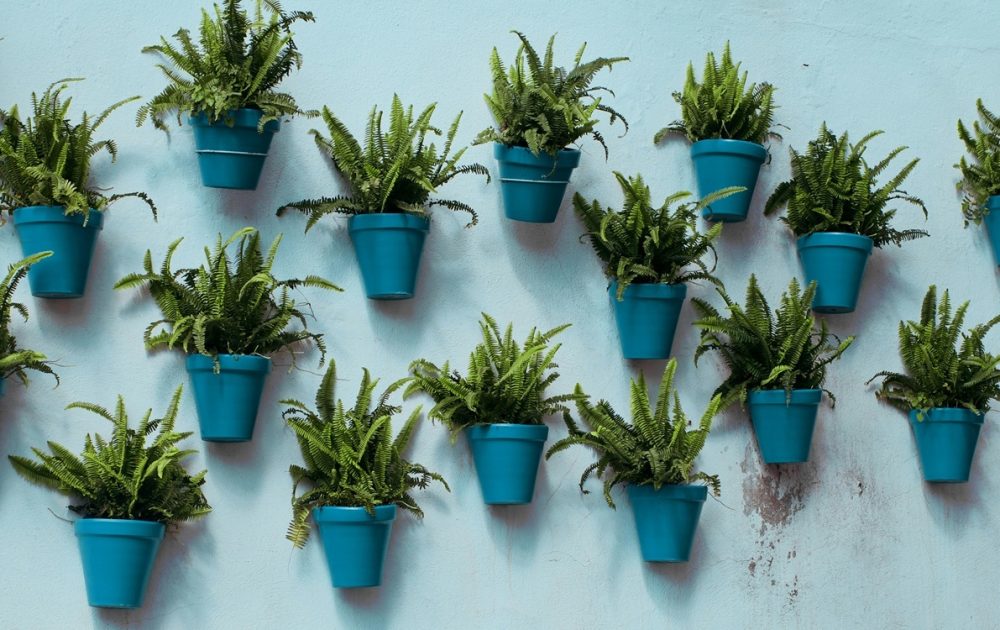 Workshop planten vermeerderen