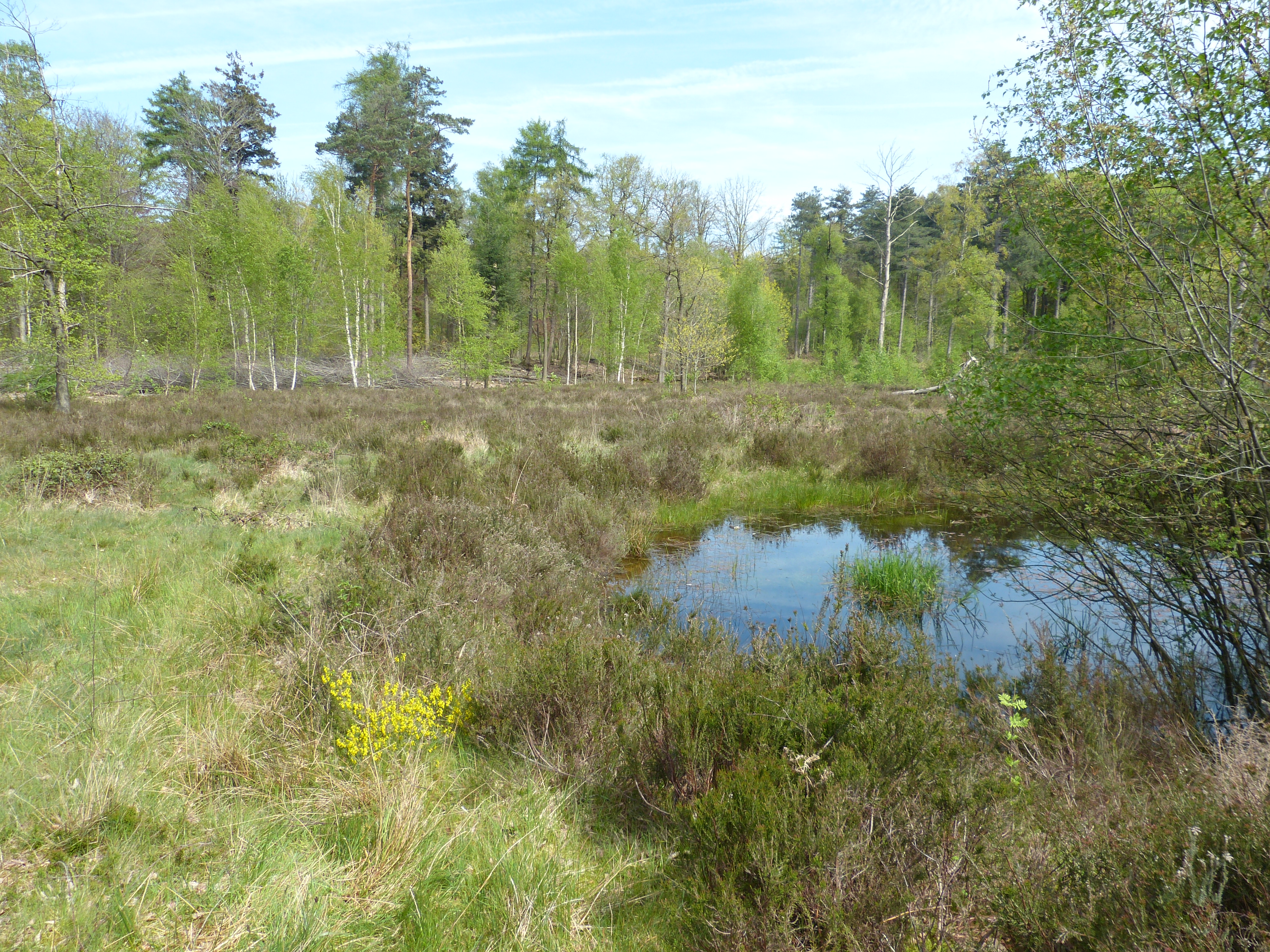 Heideveldje Polygoonbos