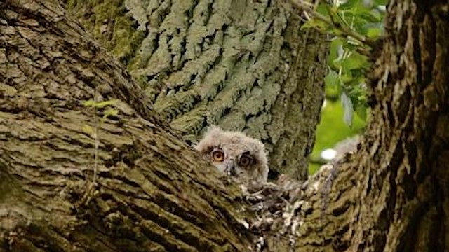 Natuurspeurdertjes: Uilenballen pluizen