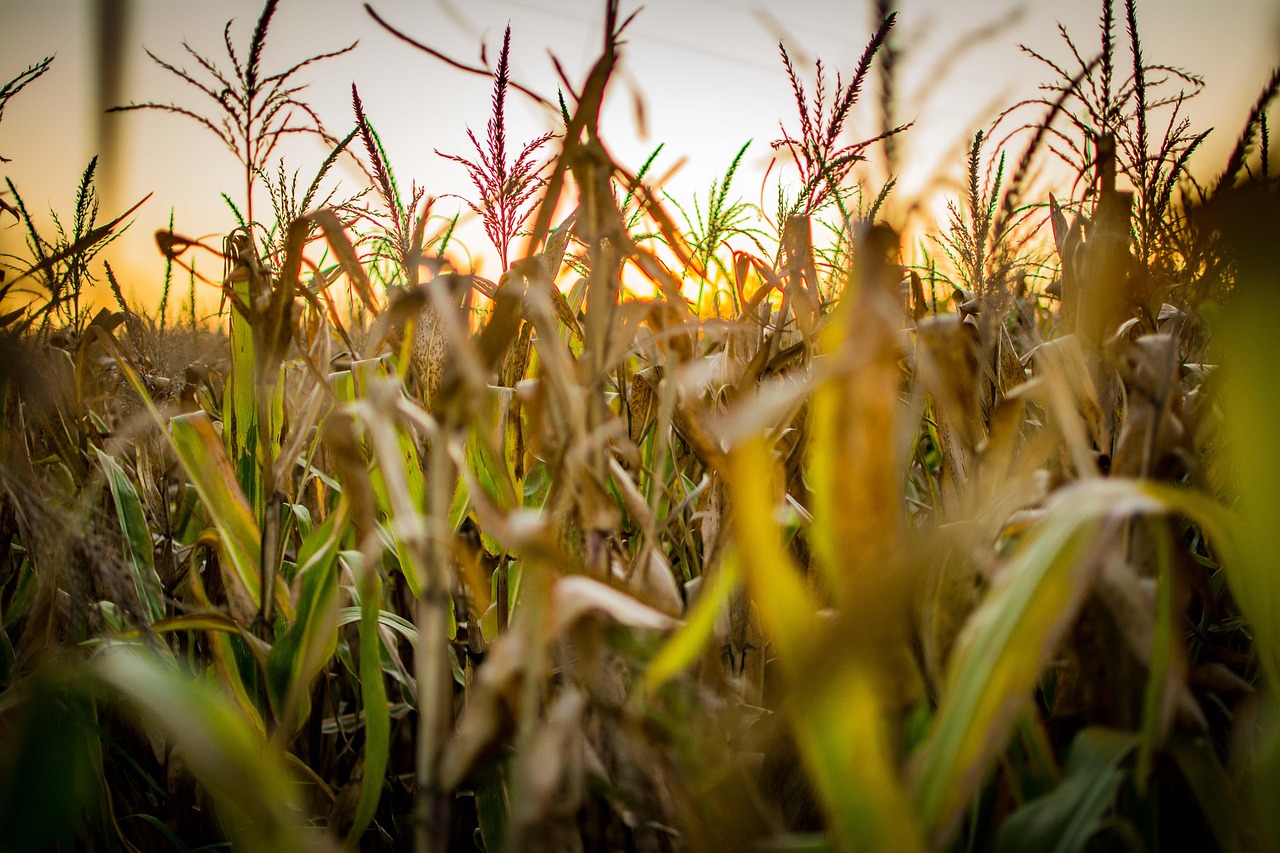 Boeren met de natuur