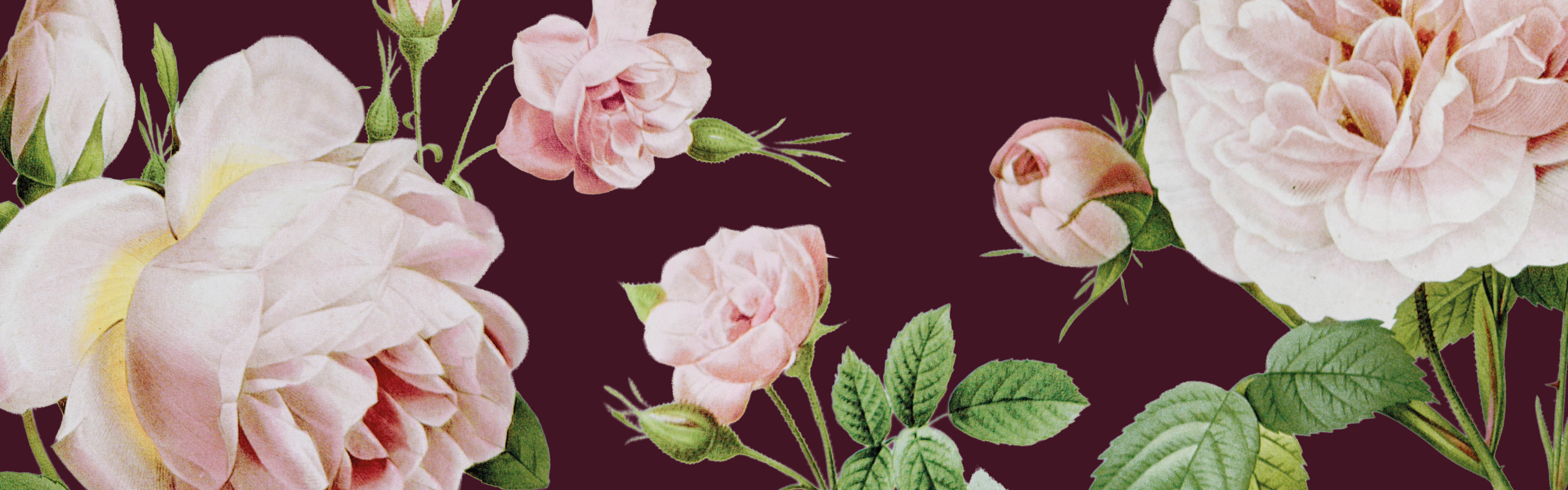 Rozenfestival - illustraties van rozen