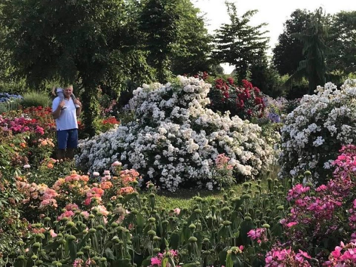 ADR-rosarium Geistinger-Landhoff