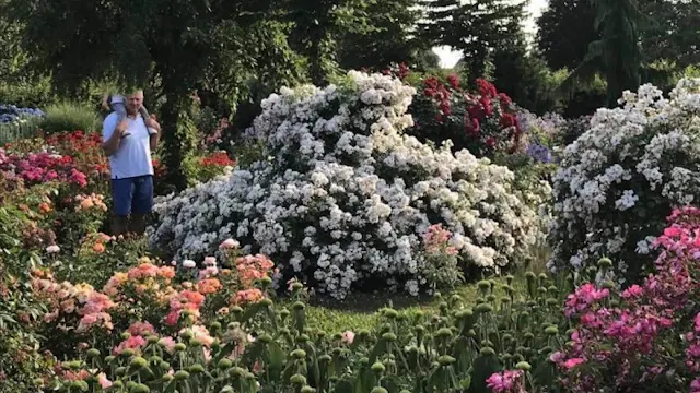 ADR-rosarium Geistinger-Landhoff