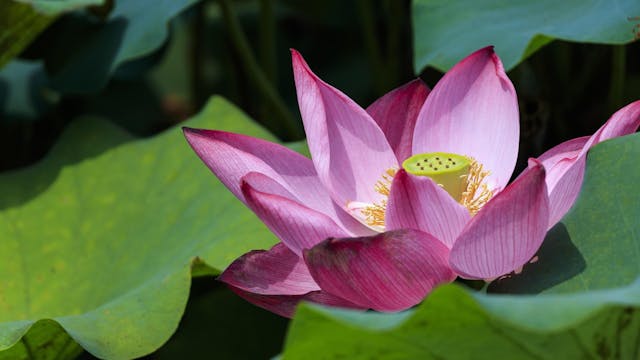 lotus
