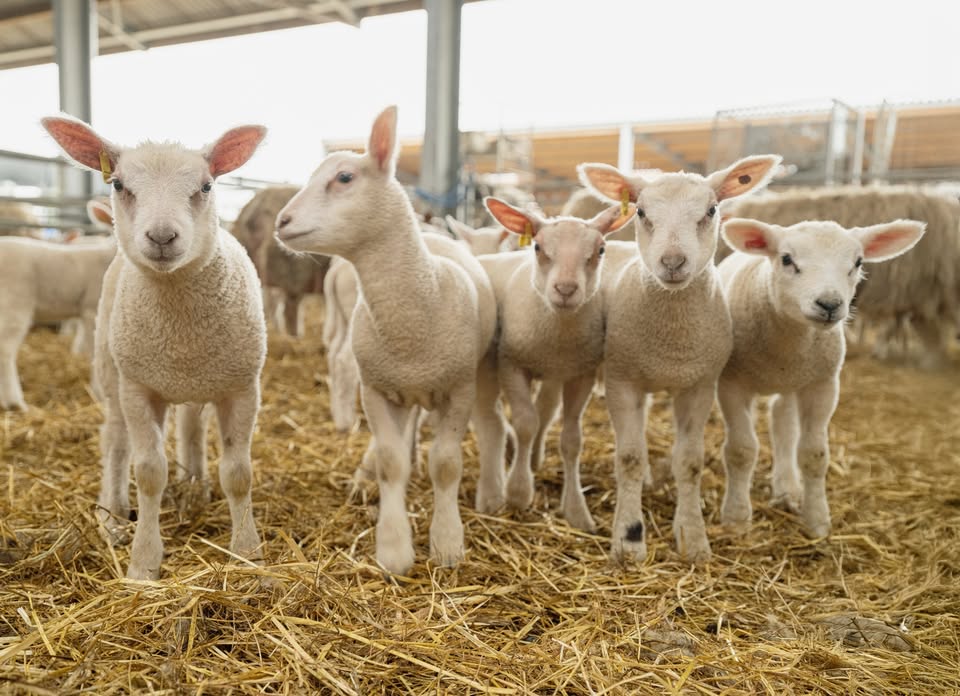 Lammetjes