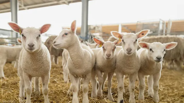 Lammetjes