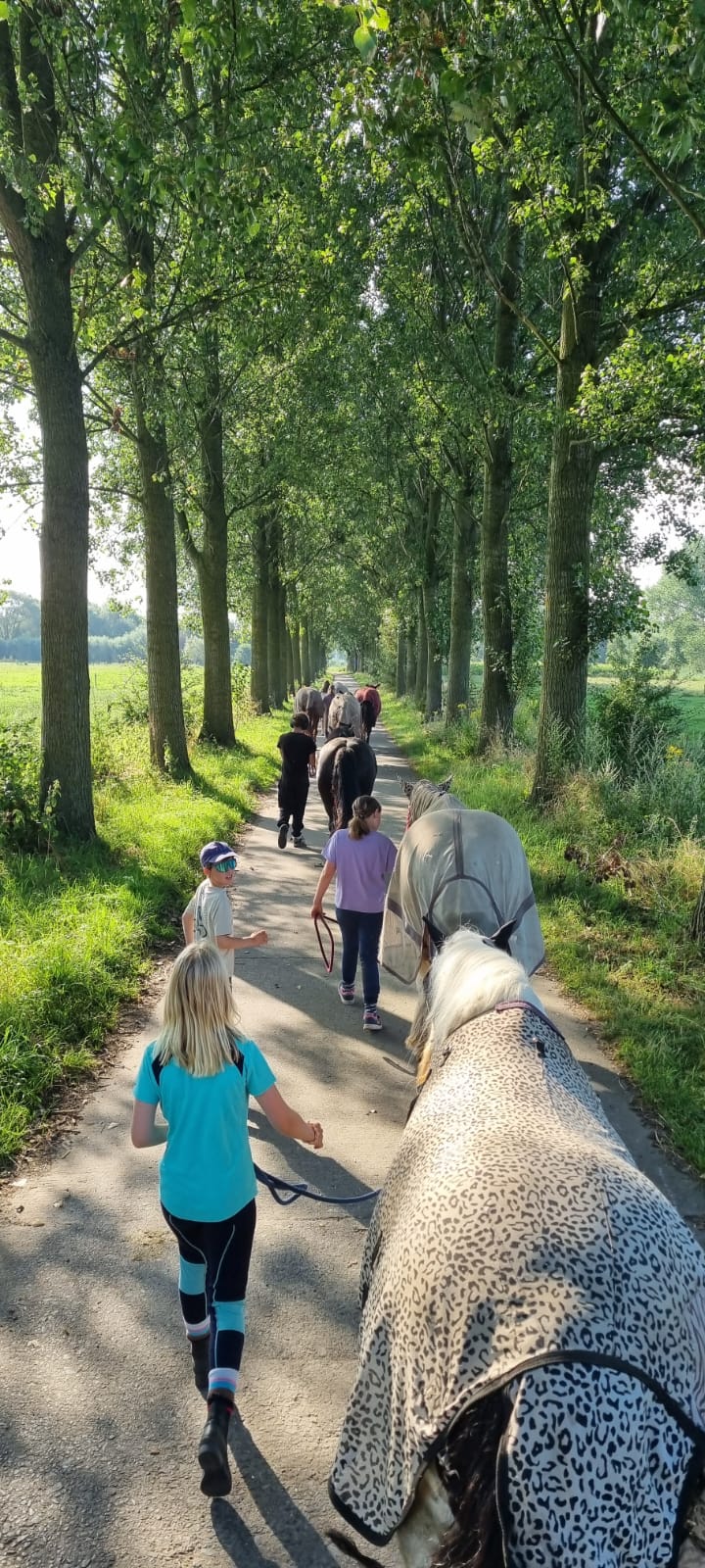 Samen met de paarden gaan we onszelf verkennen, herkennen. We doen taakjes rond de paarden, gaan verkennen tussen de paarden en werken met de paarden. 