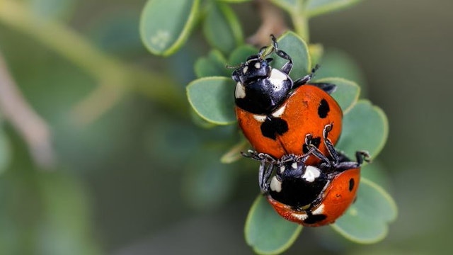 Lieveheersbeestjes