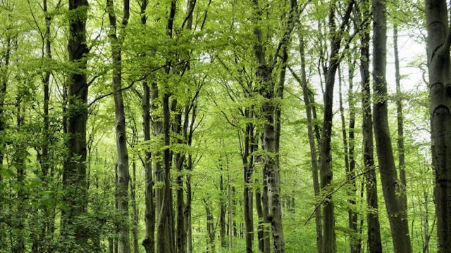 Verbindingswandeling