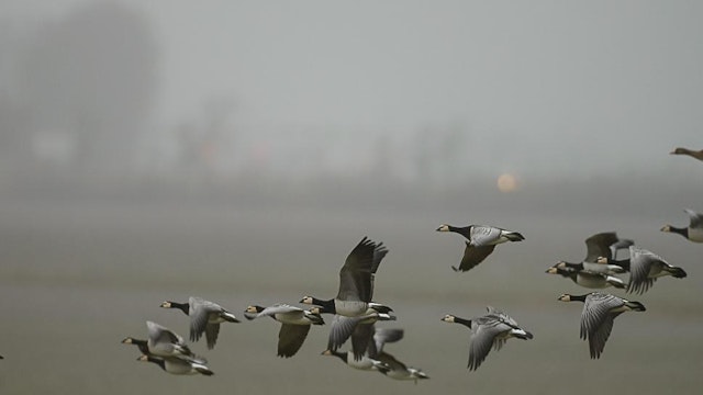 Een dagje “vogels kijken” in Zeeuws-Vlaanderen/Breskens/Terneuzen.
