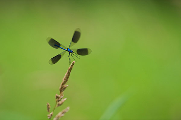 workshop weidebeekjuffers