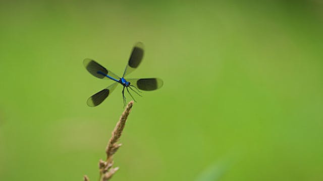 workshop weidebeekjuffers
