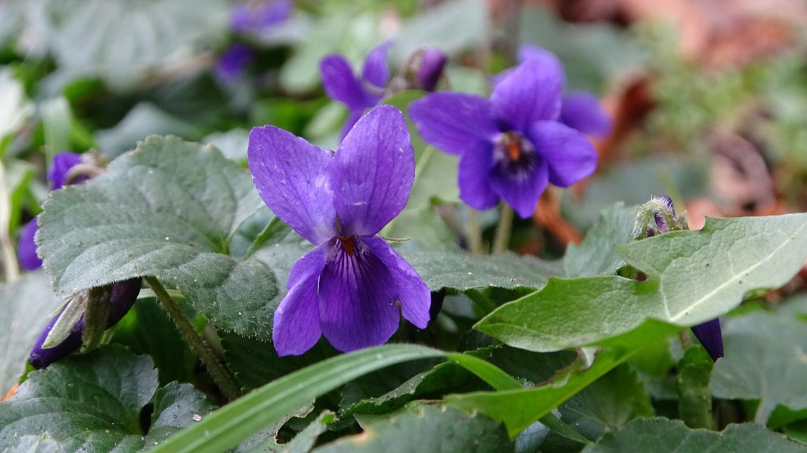 kruidenworkshop - maarts viooltje klein.jpg