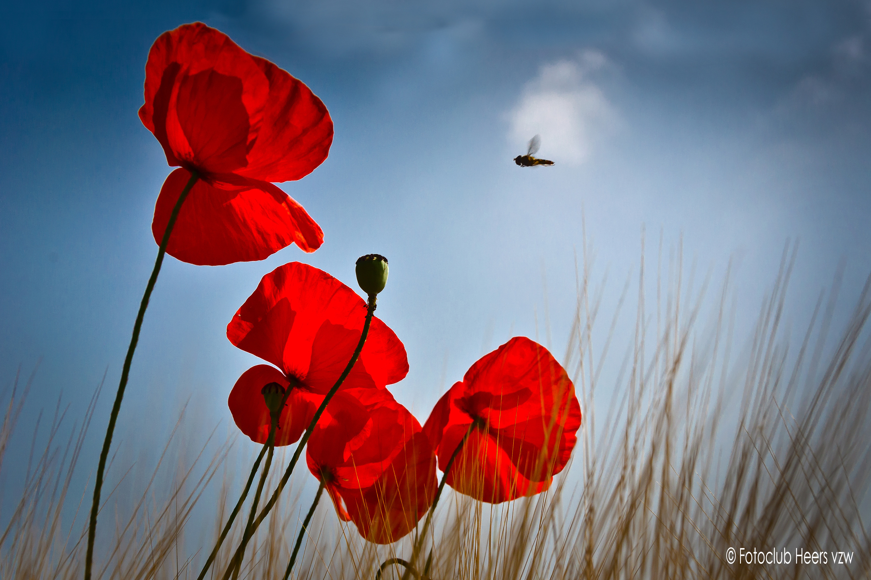 Klaprozen- en akkerbloemenfestivak