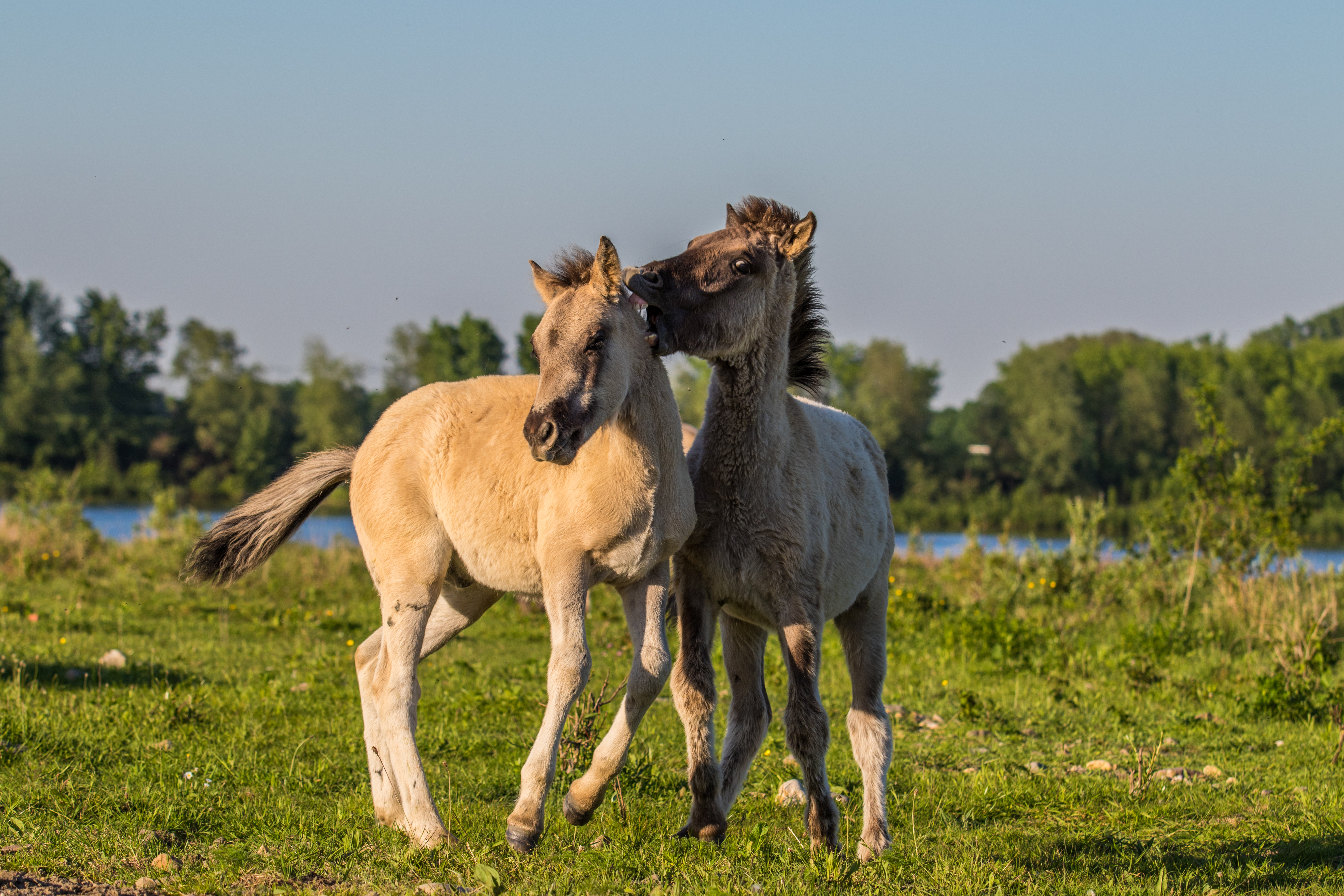 Communicatie en observatie grote grazers in natuurgebied Negenoord