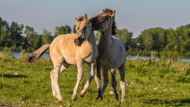 Communicatie en observatie grote grazers in natuurgebied Negenoord