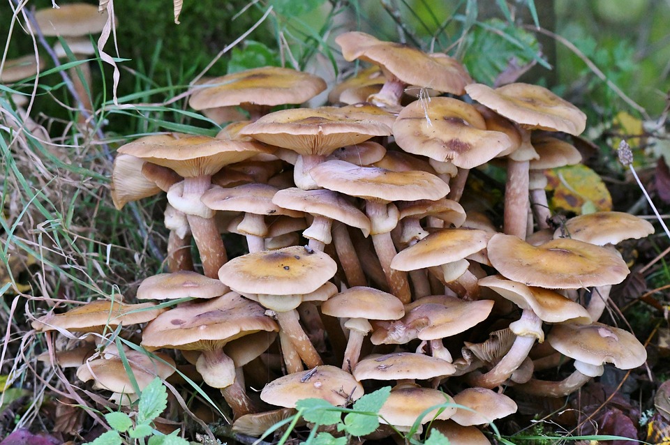 paddenstoelen 