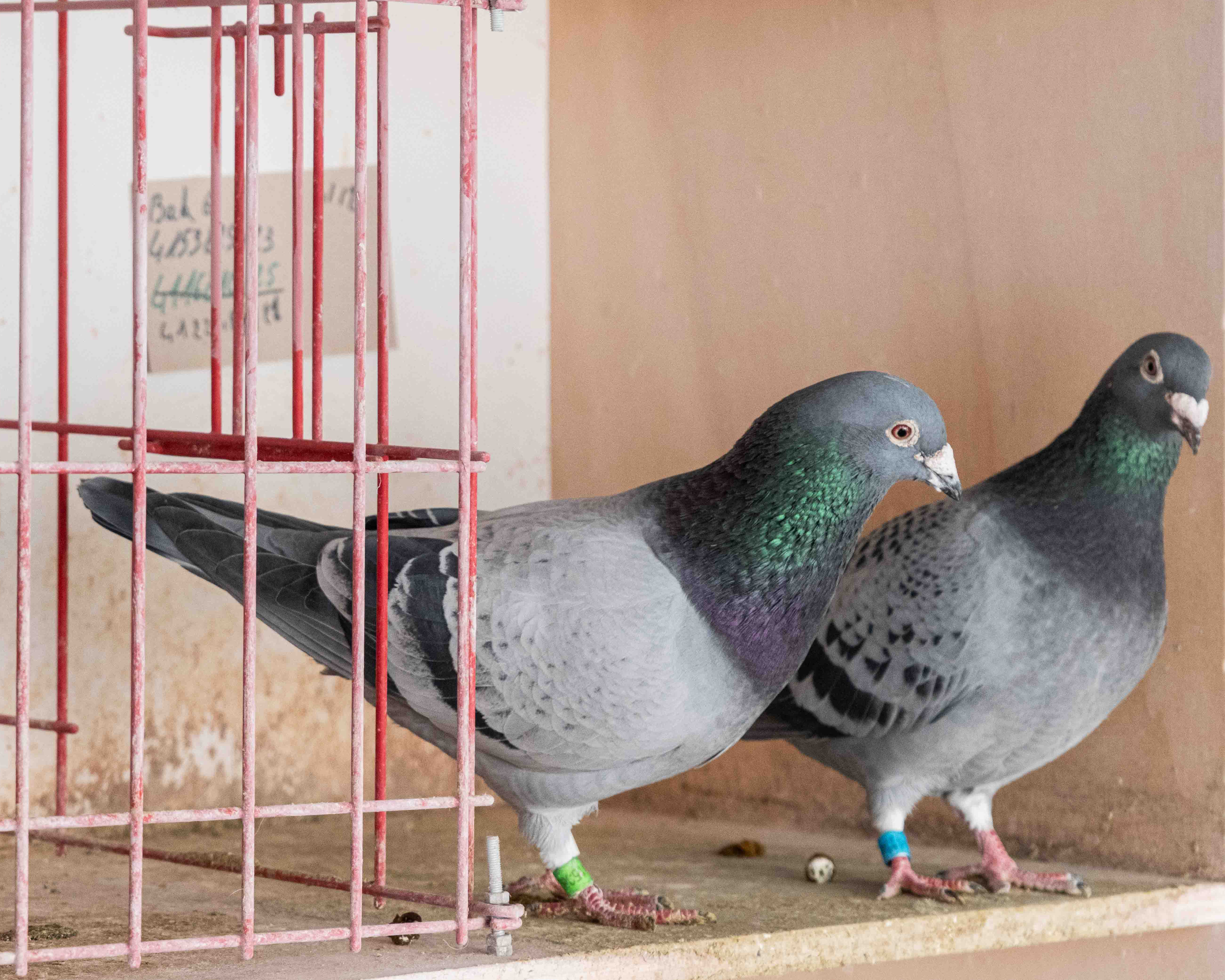 Themavoorstelling "Duivensport"