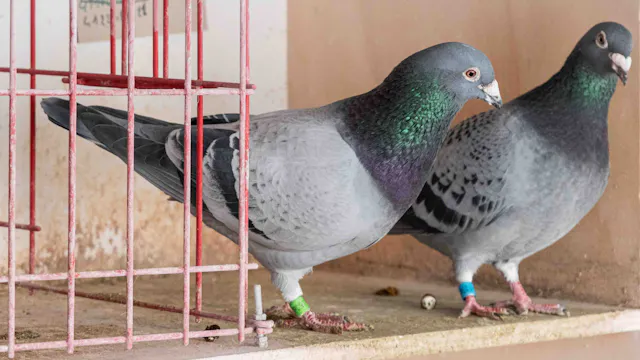 Themavoorstelling "Duivensport"