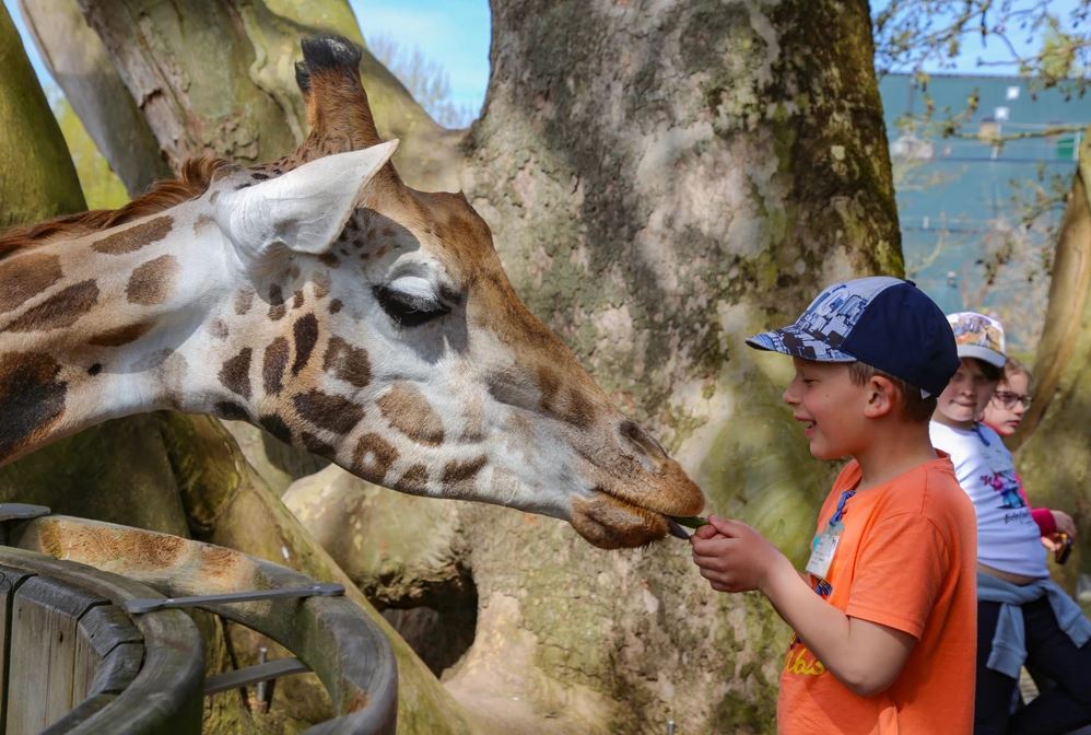 Kidskriebels -  Safarikamp Beekse Bergen